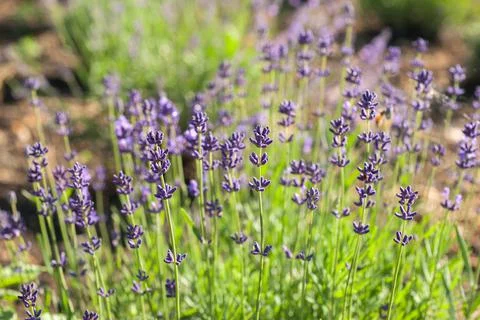 Lavender field, flowers close up on blurred background Stock Photos