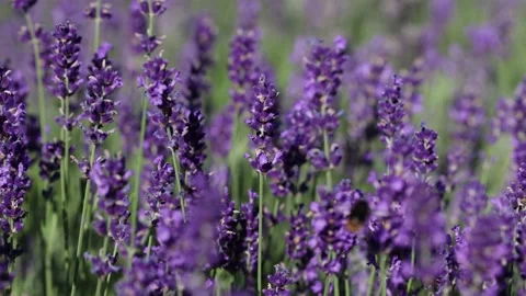 Lavender field focus change with bee on flower Stock Footage 199936142