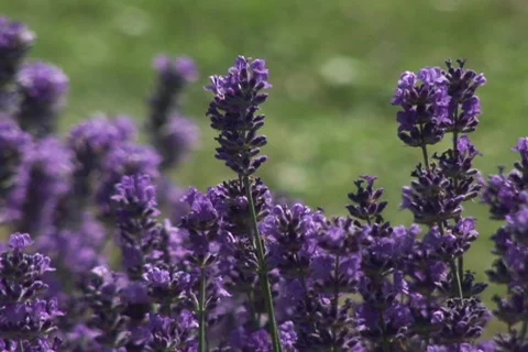 Lavender Field 스톡 동영상 271796