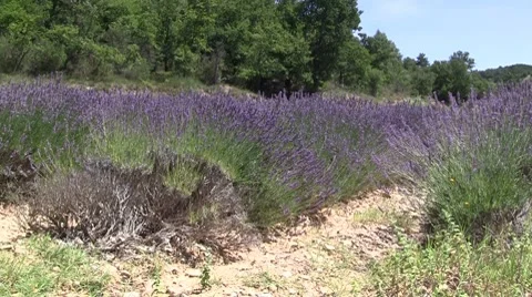 Lavender field Stock Footage 8680872