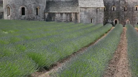 Lavender Field 動画素材 12445340