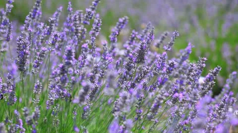 Lavender field 库存影片 21335653