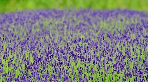 Lavender field Stock Footage 24467980