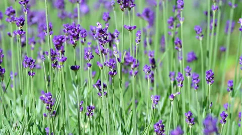 Lavender field. Stock Footage 31282717