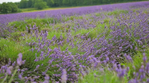 Lavender Field 스톡 동영상 40612239