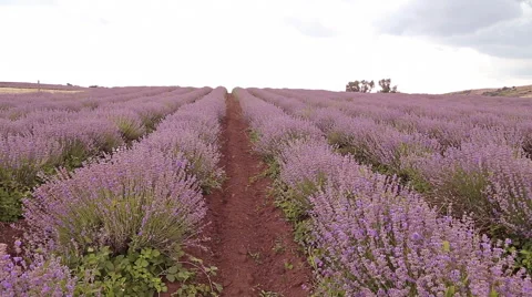 Lavender field 스톡 동영상 51845878