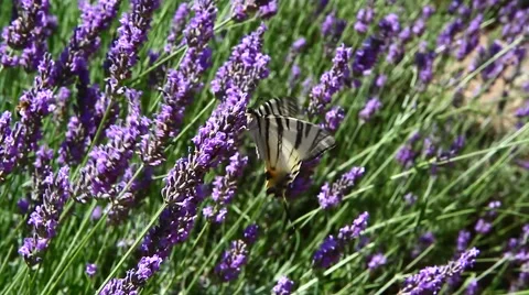 Lavender field 動画素材 53502031