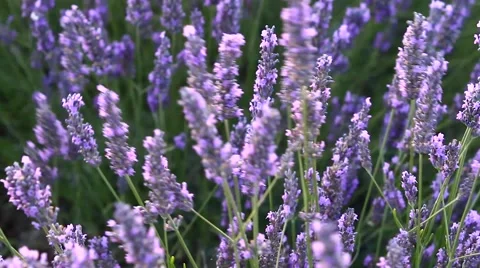 Lavender field Stock Footage 53503218