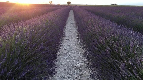 Lavender field Stock Footage 77185090