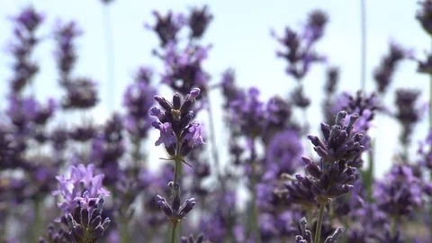 Lavender on the field Stock Footage 78088910