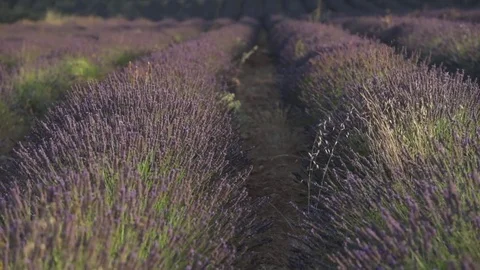 Lavender field Stock Footage 78643055
