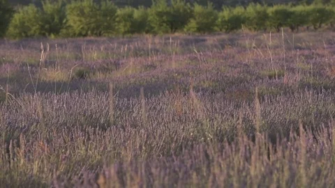 Lavender field Stock Footage 78643524