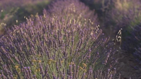 Lavender field Stock Footage 78644428