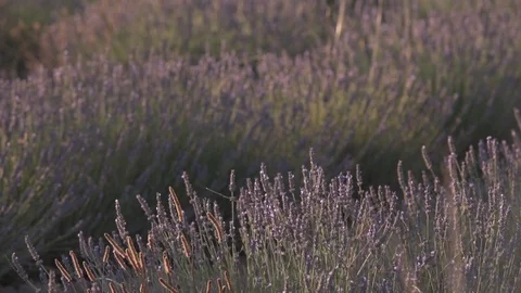 Lavender field Stock Footage 78645861