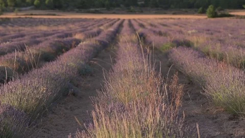 Lavender field Stock Footage 78645954