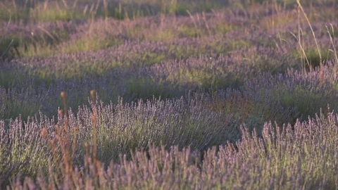 Lavender field Stock Footage 78645998