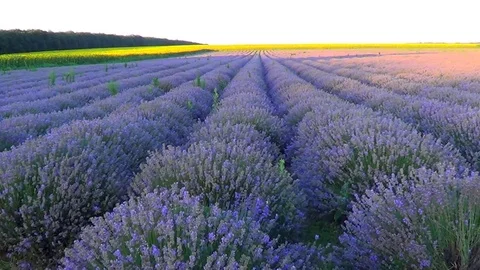 Lavender field Stock Footage 78934815