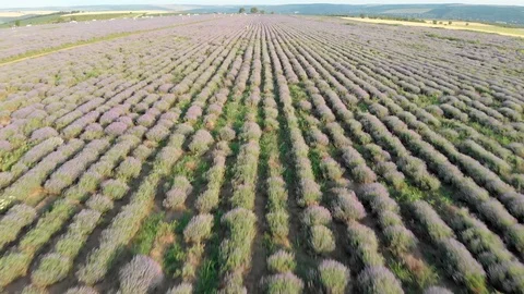 Lavender Field Stock Footage 111205400