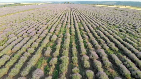 Lavender Field Stock Footage 111209268