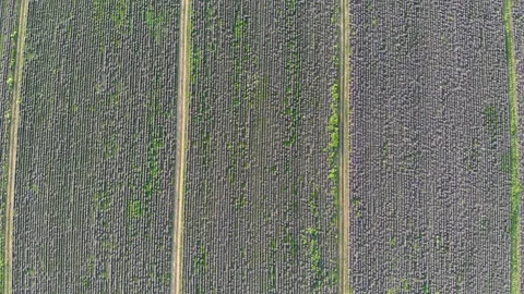 Lavender Field Stock Footage 111210520