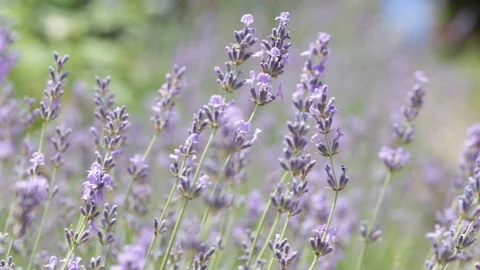 Lavender field Stock Footage 112501292