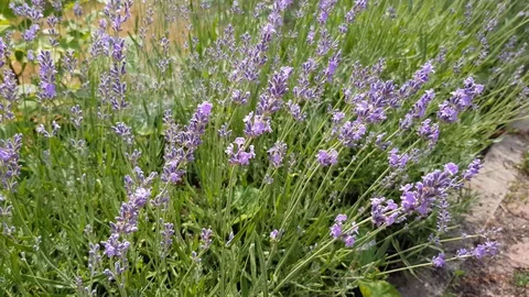 Lavender field Stock Footage 127850389