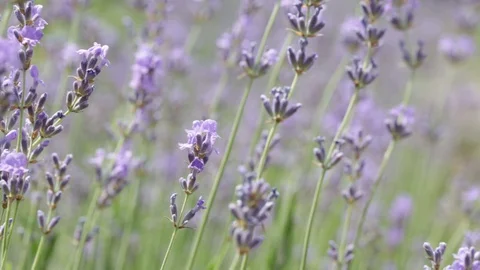 Lavender field Stock Footage 127859371