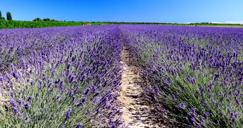 Lavender field Stock Footage 133338790