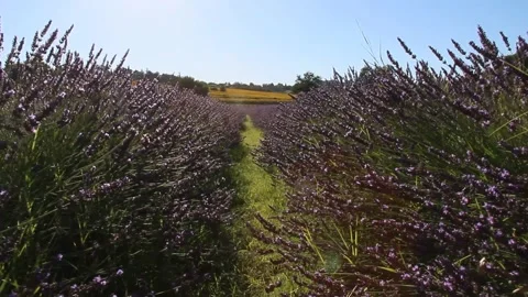 Lavender field Stock Footage 134895773
