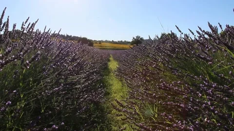 Lavender field Stock Footage 134895800