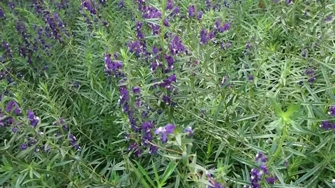 Lavender in Field Stock Footage 141509940