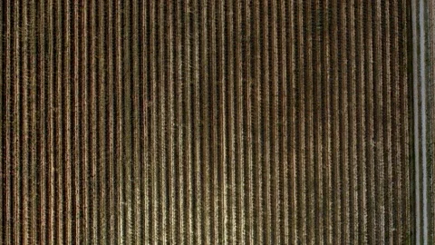 Lavender field 動画素材 151703884