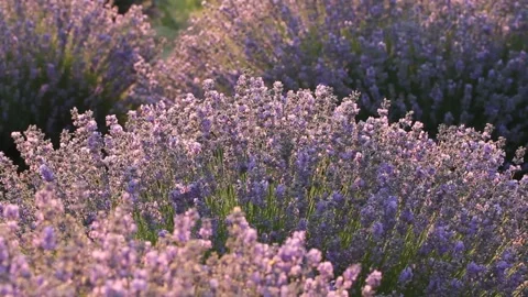 Lavender field Stock Footage 152177836