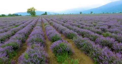 Lavender field Stock Footage 157758676