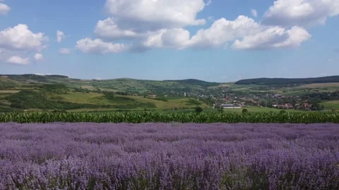 Lavender field Stock Footage 160510992