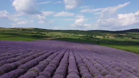 Lavender field Stock Footage 160511092