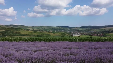 Lavender field Stock Footage 160512196