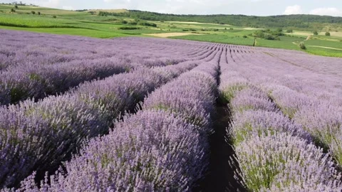 Lavender field Stock Footage 160514892
