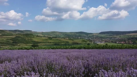 Lavender field Stock Footage 160515201