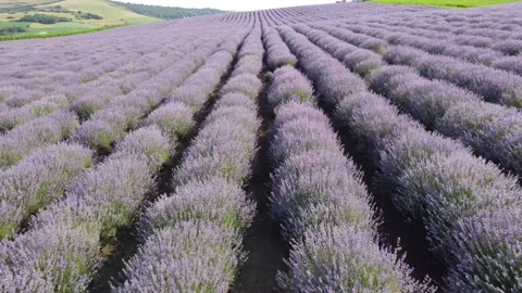 Lavender field Stock Footage 160517537