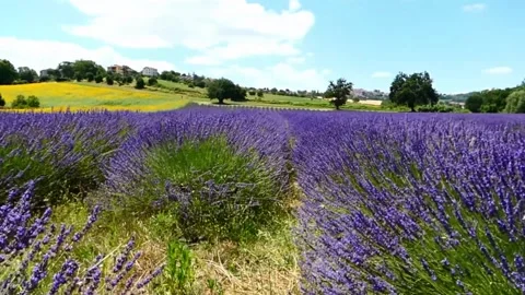 Lavender field Stock Footage 199618190
