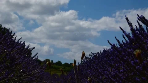 Lavender field Stock Footage 199618198