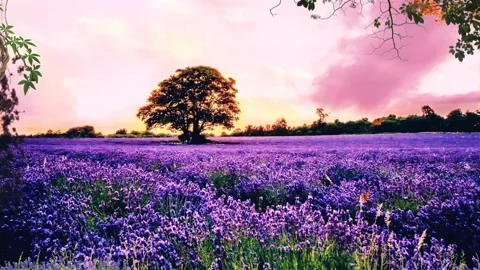 Lavender field Stock Footage 234815096