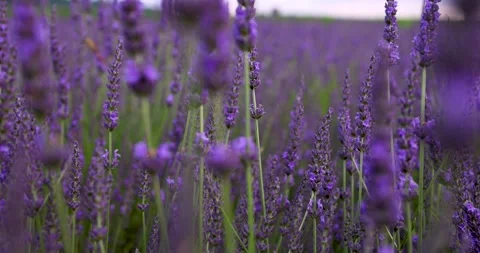 Lavender on the field Stock Footage 245453817