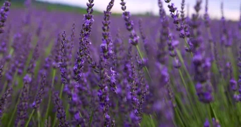 Lavender on the field Stock Footage 245455335