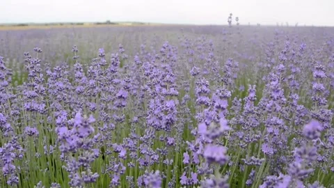 Lavender field Stock Footage 246900294