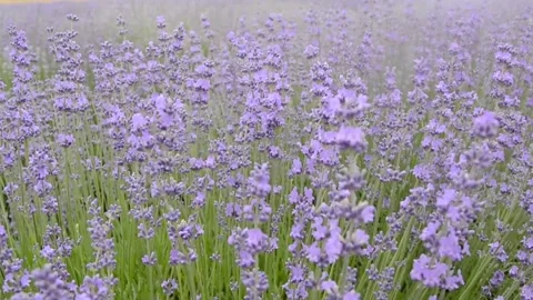 Lavender field Stock Footage 246900297
