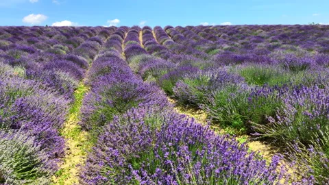 Lavender field Stock Footage 270971164