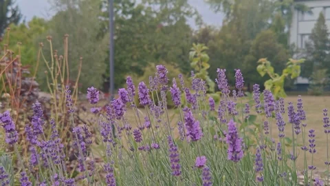 Lavender field Stock Footage 317117086
