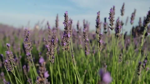 A lavender field. Vídeo Stock 337876695